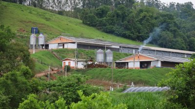 Doen&ccedil;a de Newcastle em Santa Catarina: aten&ccedil;&atilde;o m&aacute;xima &agrave; biosseguridade