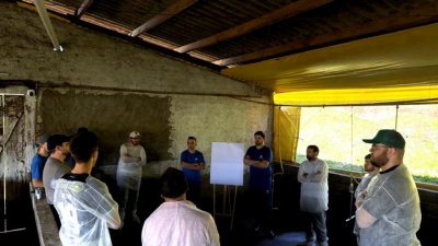 Primeiro Dia de Campo de suinocultura da Cooper A1 no Paran&aacute;