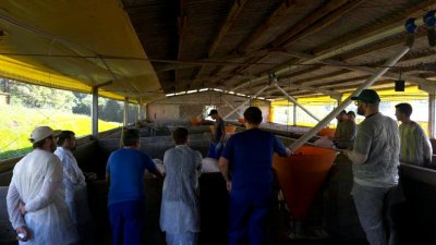 Primeiro Dia de Campo de suinocultura da Cooper A1 no Paran&aacute;